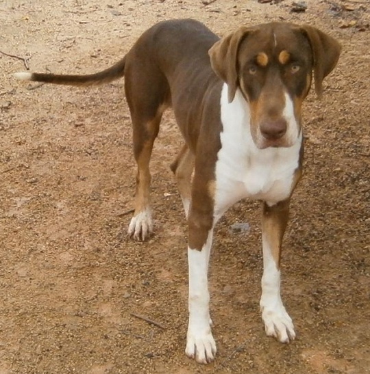 Bull Arab Hunting Dogs And Trained Working Dogs For Sale